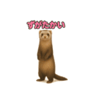 ずがたかいフェレット（個別スタンプ：19）