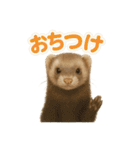ずがたかいフェレット（個別スタンプ：29）