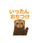 ずがたかいフェレット（個別スタンプ：30）