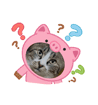 三兄弟と愉快な保護猫達シリーズ（個別スタンプ：1）