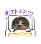 三兄弟と愉快な保護猫達シリーズ（個別スタンプ：2）