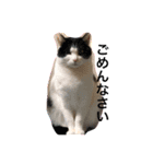 三兄弟と愉快な保護猫達シリーズ（個別スタンプ：7）