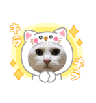 三兄弟と愉快な保護猫達シリーズ（個別スタンプ：8）