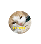 てとくんのいっぽいっぽ（個別スタンプ：4）