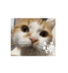 てとくんのいっぽいっぽ（個別スタンプ：8）