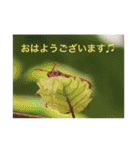 生き物写真で「おはようございます」（個別スタンプ：1）