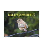 生き物写真で「おはようございます」（個別スタンプ：5）