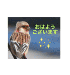 生き物写真で「おはようございます」（個別スタンプ：6）
