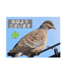 生き物写真で「おはようございます」（個別スタンプ：8）