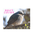 生き物写真で「おはようございます」（個別スタンプ：9）