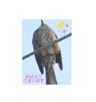 生き物写真で「おはようございます」（個別スタンプ：11）
