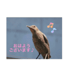 生き物写真で「おはようございます」（個別スタンプ：12）
