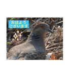 生き物写真で「おはようございます」（個別スタンプ：13）