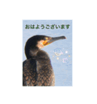 生き物写真で「おはようございます」（個別スタンプ：14）
