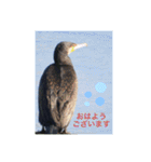 生き物写真で「おはようございます」（個別スタンプ：15）