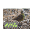 生き物写真で「おはようございます」（個別スタンプ：16）