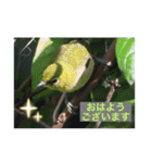 生き物写真で「おはようございます」（個別スタンプ：18）