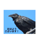 生き物写真で「おはようございます」（個別スタンプ：19）