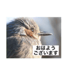 生き物写真で「おはようございます」（個別スタンプ：20）