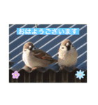 生き物写真で「おはようございます」（個別スタンプ：21）