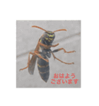 生き物写真で「おはようございます」（個別スタンプ：22）