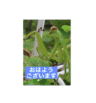 生き物写真で「おはようございます」（個別スタンプ：23）