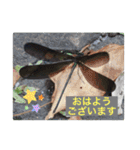 生き物写真で「おはようございます」（個別スタンプ：24）