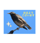 生き物写真で「おはようございます」（個別スタンプ：25）