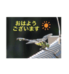 生き物写真で「おはようございます」（個別スタンプ：28）