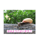 生き物写真で「おはようございます」（個別スタンプ：30）