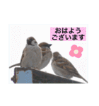 生き物写真で「おはようございます」（個別スタンプ：32）