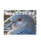 生き物写真で「おはようございます」（個別スタンプ：33）