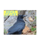 生き物写真で「おはようございます」（個別スタンプ：34）