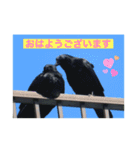 生き物写真で「おはようございます」（個別スタンプ：35）