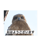 生き物写真で「おはようございます」（個別スタンプ：37）