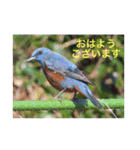 生き物写真で「おはようございます」（個別スタンプ：38）