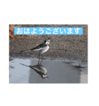 生き物写真で「おはようございます」（個別スタンプ：40）