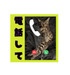 アテレアスタンプ（個別スタンプ：1）
