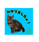 アテレアスタンプ（個別スタンプ：3）