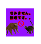 アテレアスタンプ（個別スタンプ：4）