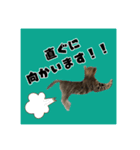 アテレアスタンプ（個別スタンプ：6）