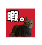 アテレアスタンプ（個別スタンプ：8）