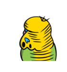 可愛いジャンボセキセイインコ（個別スタンプ：6）