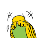 可愛いジャンボセキセイインコ（個別スタンプ：30）