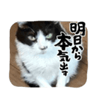 あっちこっちのねこ（個別スタンプ：1）