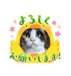 あっちこっちのねこ（個別スタンプ：2）