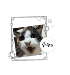 あっちこっちのねこ（個別スタンプ：3）