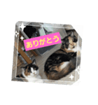あっちこっちのねこ（個別スタンプ：4）