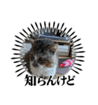 あっちこっちのねこ（個別スタンプ：5）