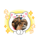 あっちこっちのねこ（個別スタンプ：7）